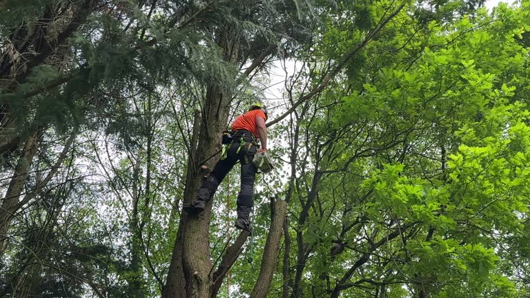 Best Tree Cabling and Bracing  in Atkins, IA